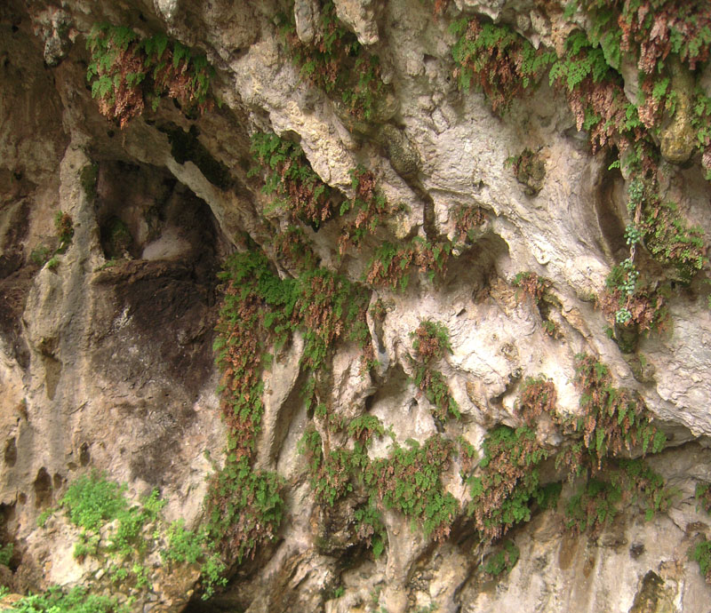 Grotta delle Felci - Grotto of Ferns - Maidenhair ferns: Adiantum capillus veneris